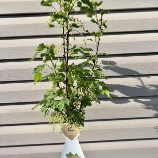 Valge sõstar 'Werdavia'