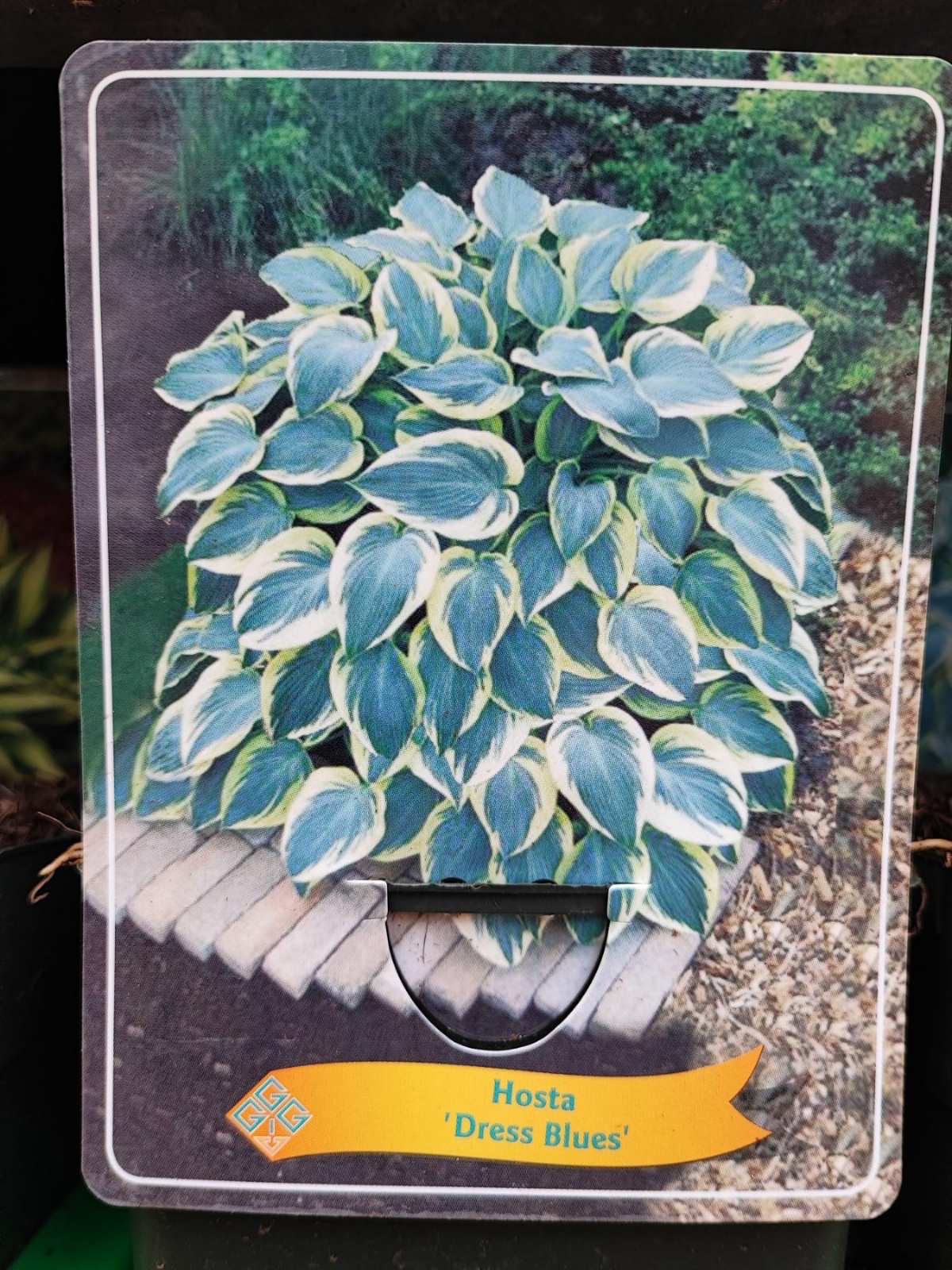 hosta dress blues – Viruplant Charactopia07 Style:Helen Dress withdrawal-exempt Black Dress For Christmas even moisture
