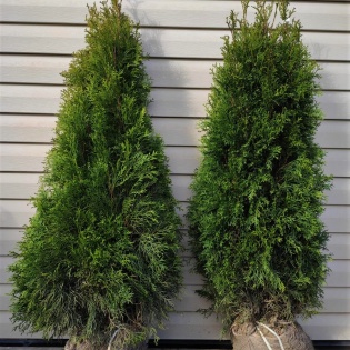 Elupuu Smaragd 100-120 CM