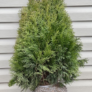 Elupuu Smaragd 80-100 CM