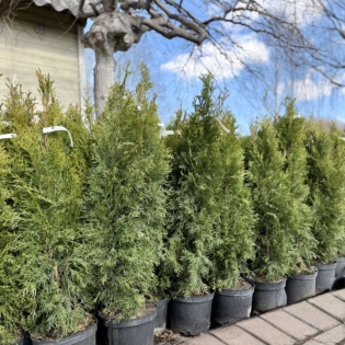 Elupuu Smaragd 100-120 CM