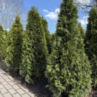 Elupuu Smaragd 140-150 CM