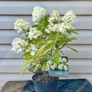 Aedhortensia 'Little Spooky'