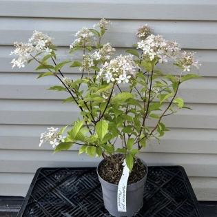 Aedhortensia 'Phantom'