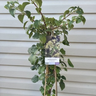 Roniv hortensia