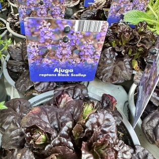 Roomav akakapsas "Black Scallop"