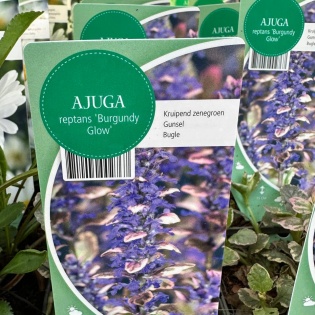 Roomav akakapsas "Burgundy Glow"