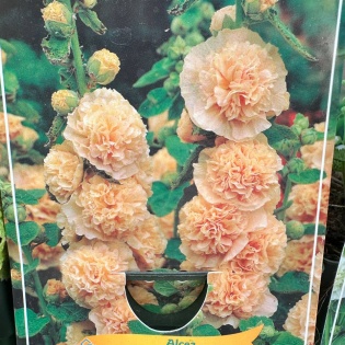 Harilik tokkroos "Double Apricot"