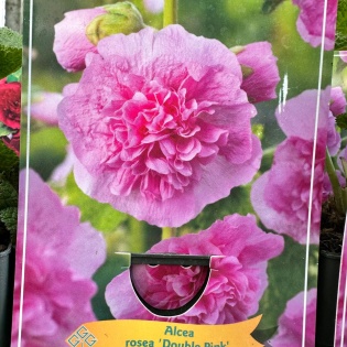 Harilik tokkroos "Double Pink"