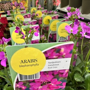 Ripsjalehine hanerohi