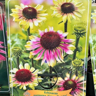 Purpur-siilkübar "Green Twister"