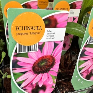 Purpur siilkübar "Magnus"