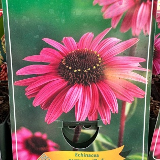 Purpur siilkübar "Red"