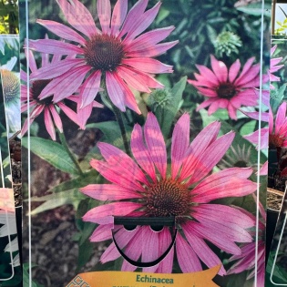 Purpur-siilkübar "Rubinstern"