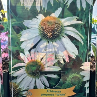 Purpur-siilkübar "White"