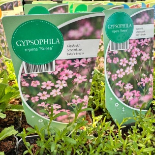 Roomav kipslill "Rosea"