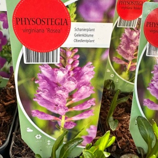 Virgiinia tonditupik "Rosea"