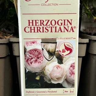 Roos "Herzogin Christiana"