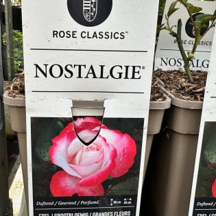Roos "Nostalgie"