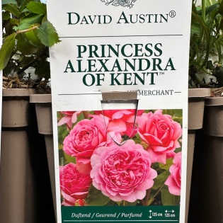 Roos "Princess Alexandra of Kent"