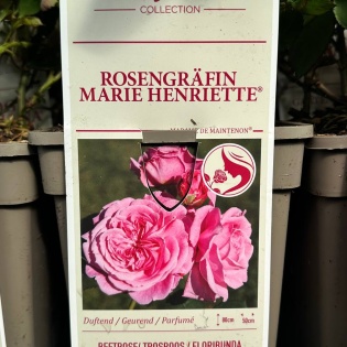 Roos "Rosengräfin Marie Henriette"