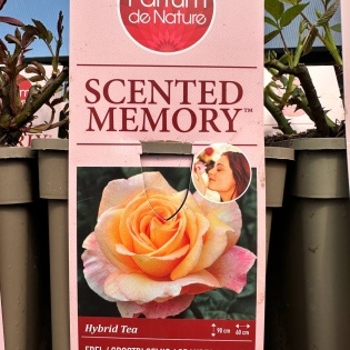 Roos "Scented memory"