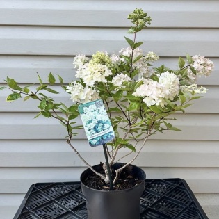 Aedhortensia 'Bombshell'