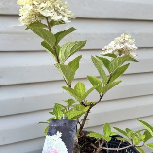 Aedhortensia 'Colourful Cocktail'