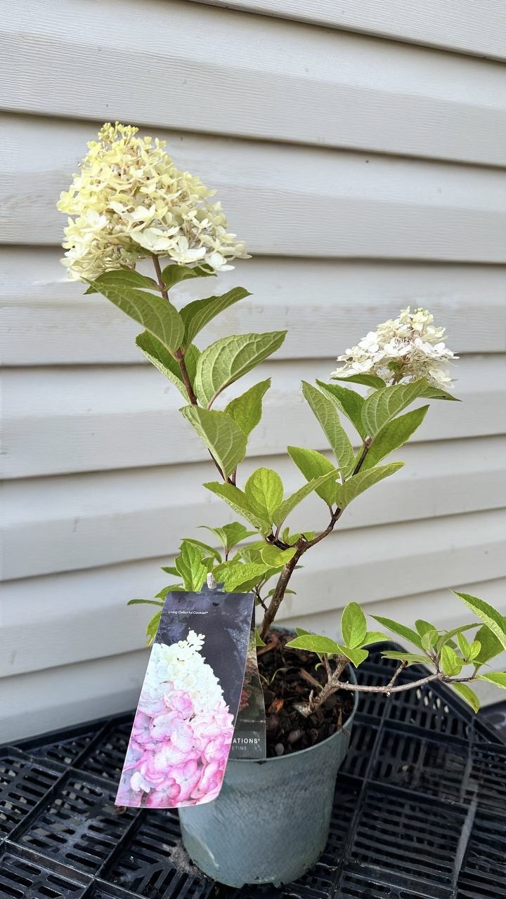 Hortensia.Colorful cocktail
