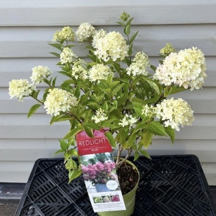 Aedhortensia 'RedLight'