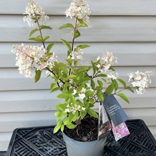 Aedhortensia 'Strawberry Blossom'