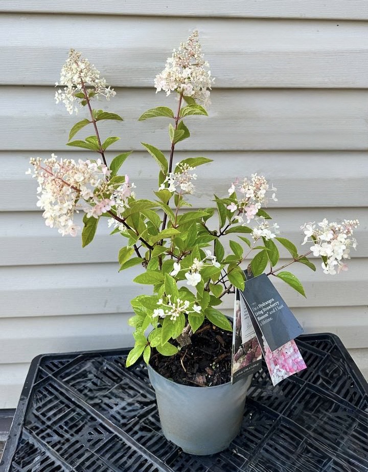 Hortensia.Strawberry Blossom