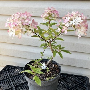 Aedhortensia "Sundae Fraise"