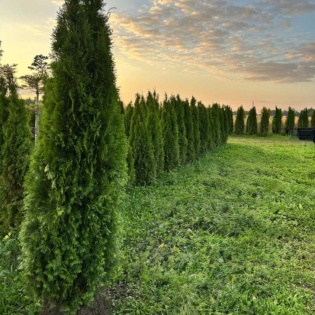 Elupuu Smaragd 180-200 CM