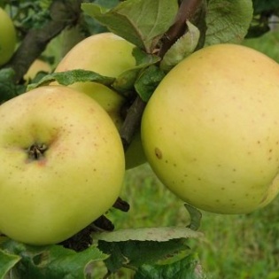 Õunapuu “Antonovka“