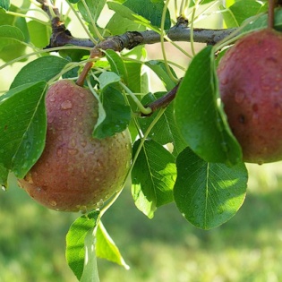 Pirnipuu “Tjuttševskaja“