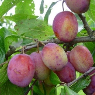 Ploomipuu “Victoria“