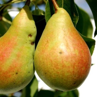 Pirnipuu “Pepi“ iseviljuv