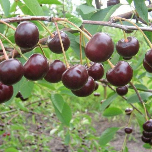 shokoladnitsa