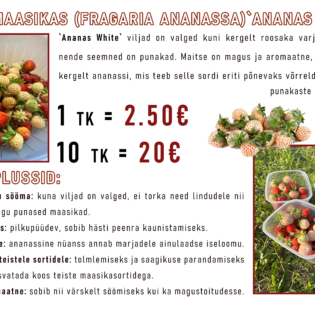 Aedmaasikas ‘Ananas White’