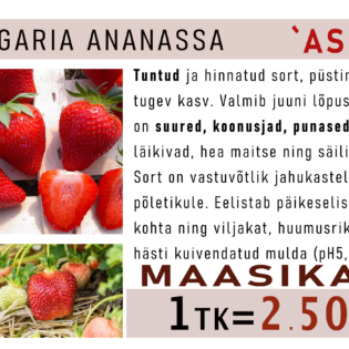 Aedmaasikas ‘Asia’