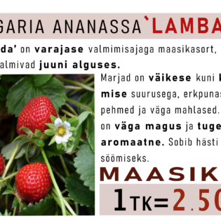 Aedmaasikas ‘Lambada’