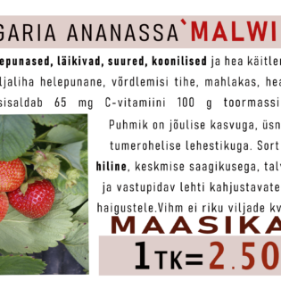Aedmaasikas ‘Malwina’