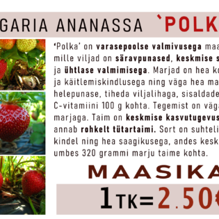 Aedmaasikas ‘Polka’