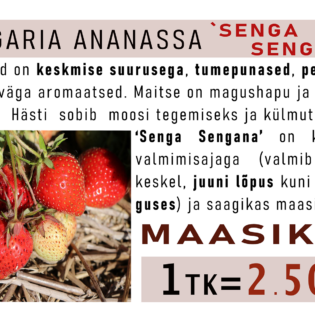 Aedmaasikas ‘Senga Sengana’