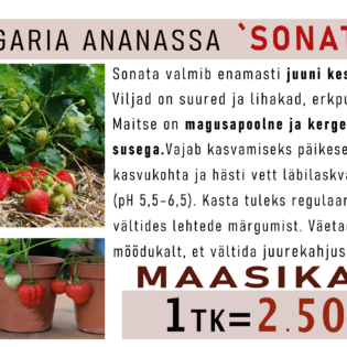 Aedmaasikas ‘Sonata’