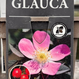 Punalehine kibuvits (Rosa glauca)