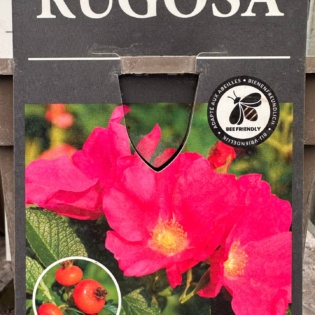 Kurdlehine kibuvits (Rosa rugosa)