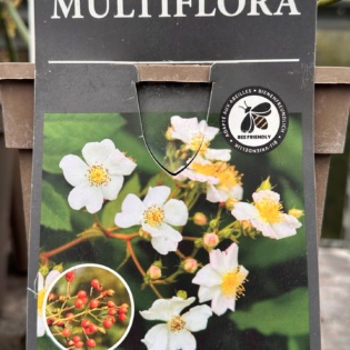 Rohkeõieline kibuvits (Rosa multiflora)