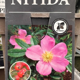 Läiklehine kibuvits (Rosa nitida)